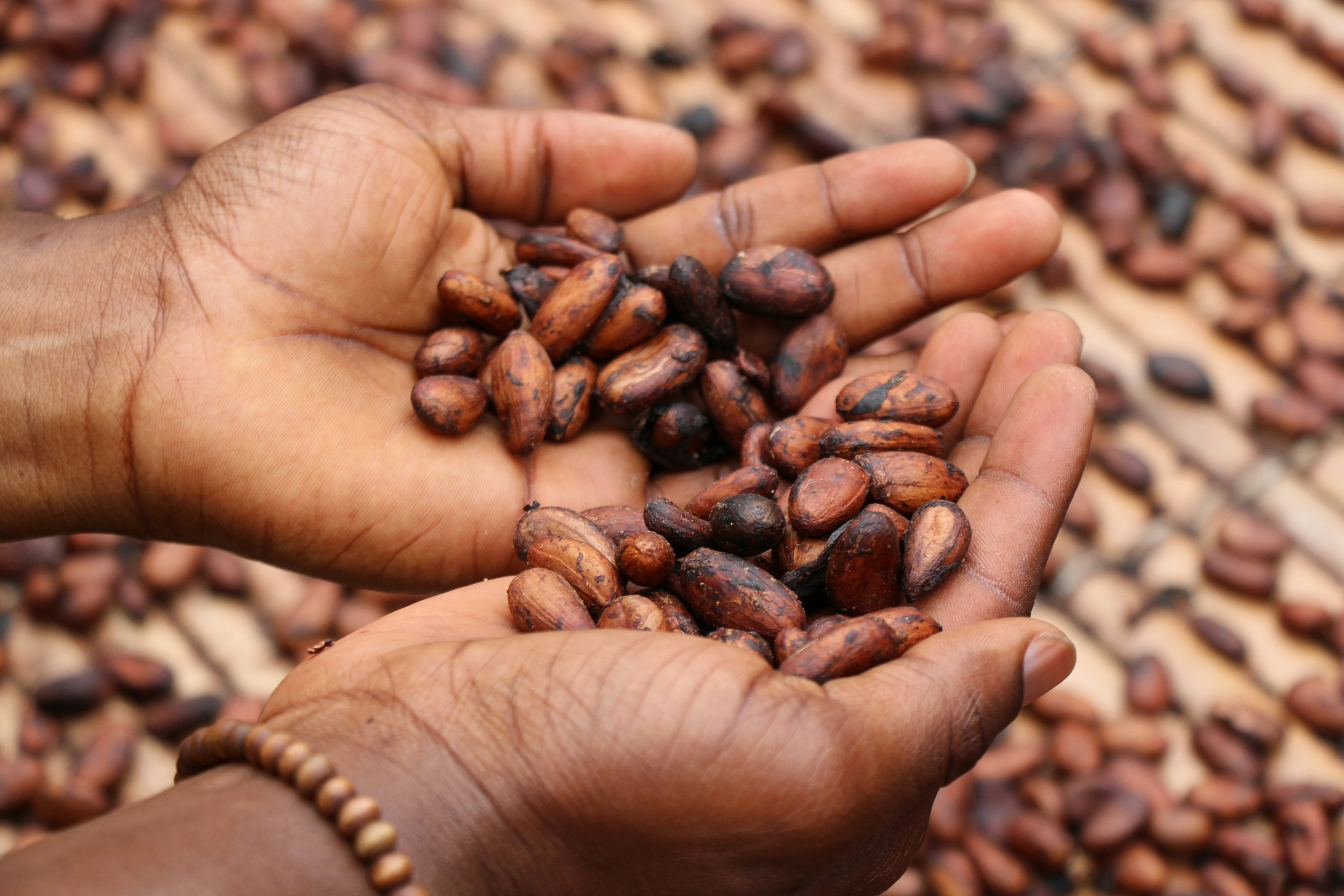 Fèves de cacao