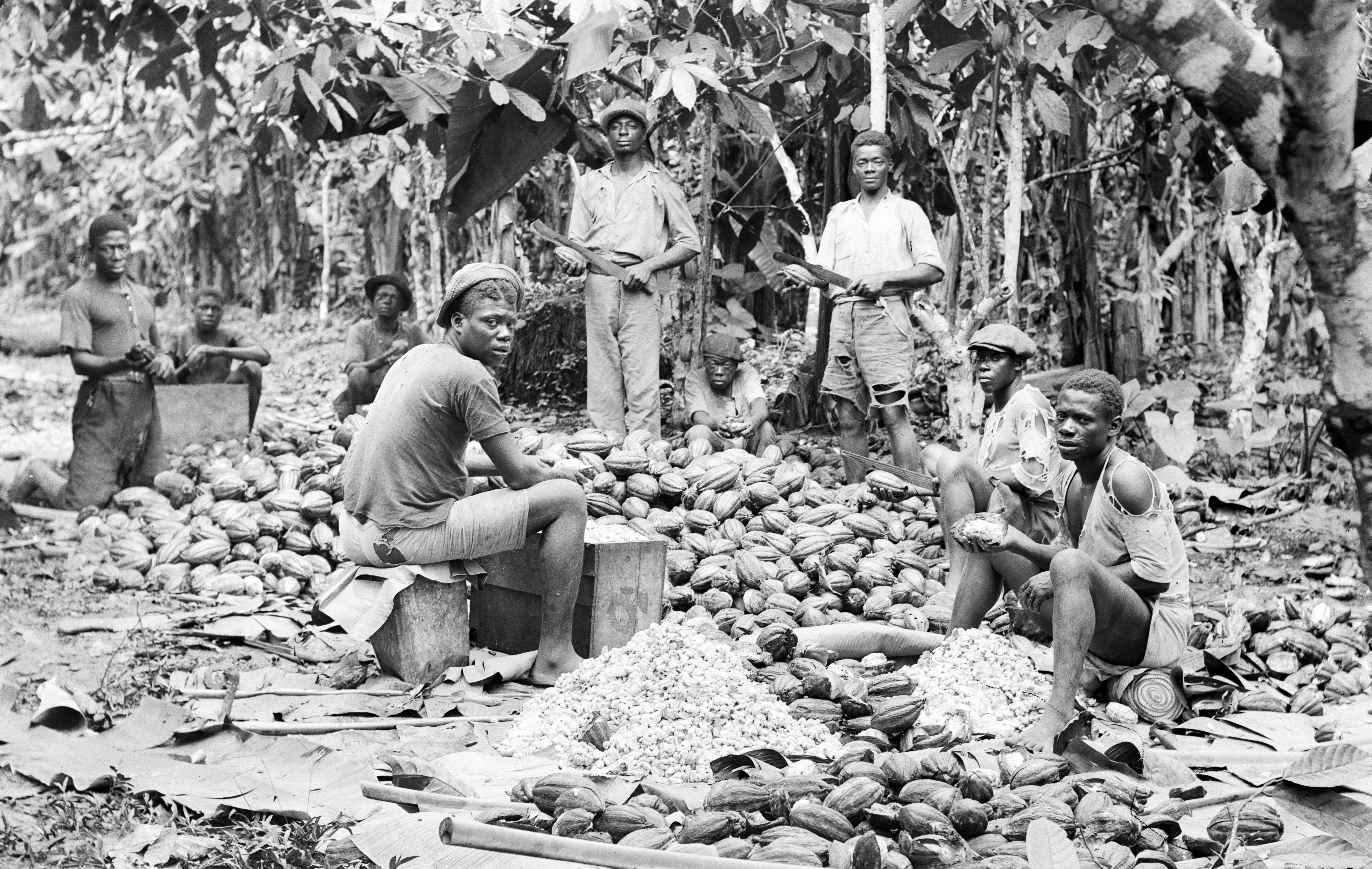 Producteur de cacao