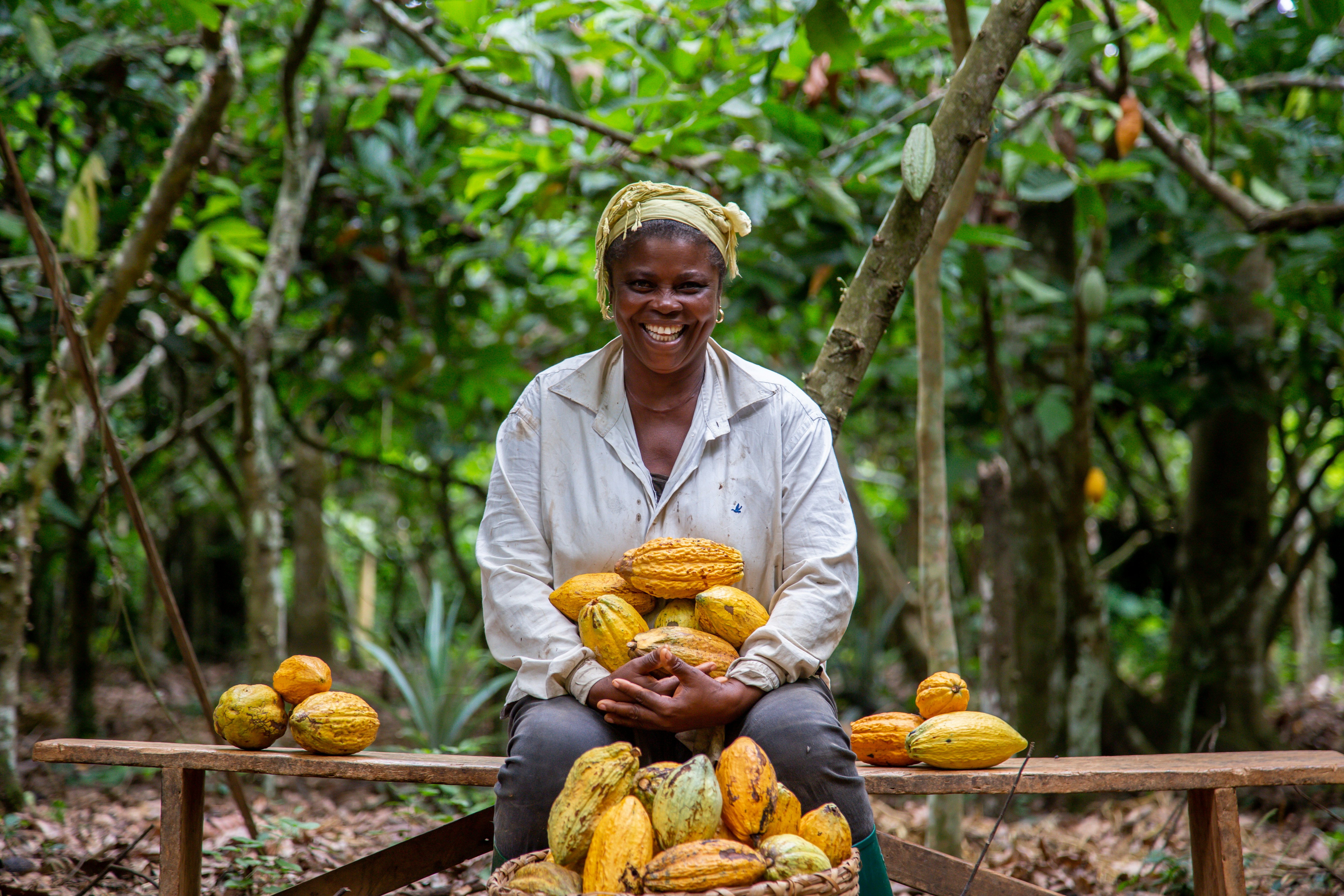 Plantation de cacao